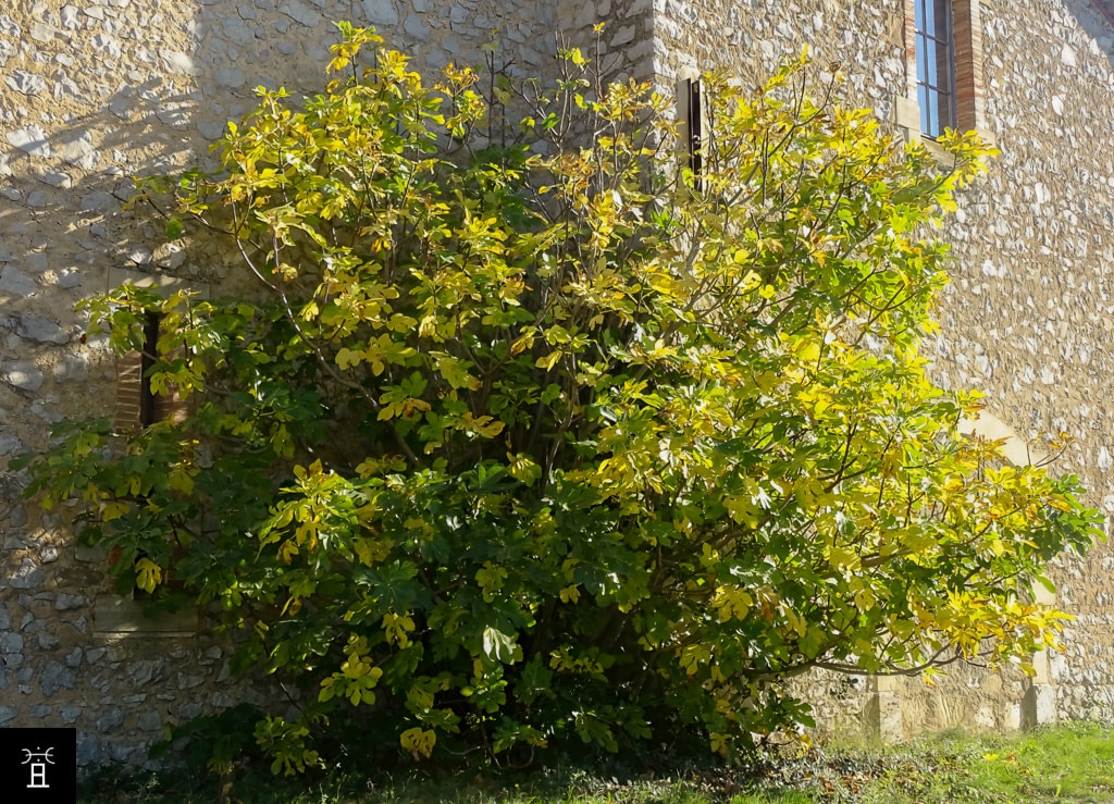 Caprifiguier Novembre