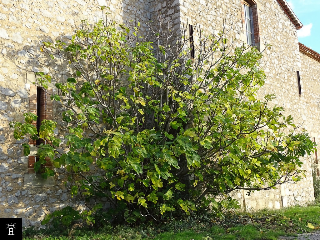 Caprifiguier Novembre