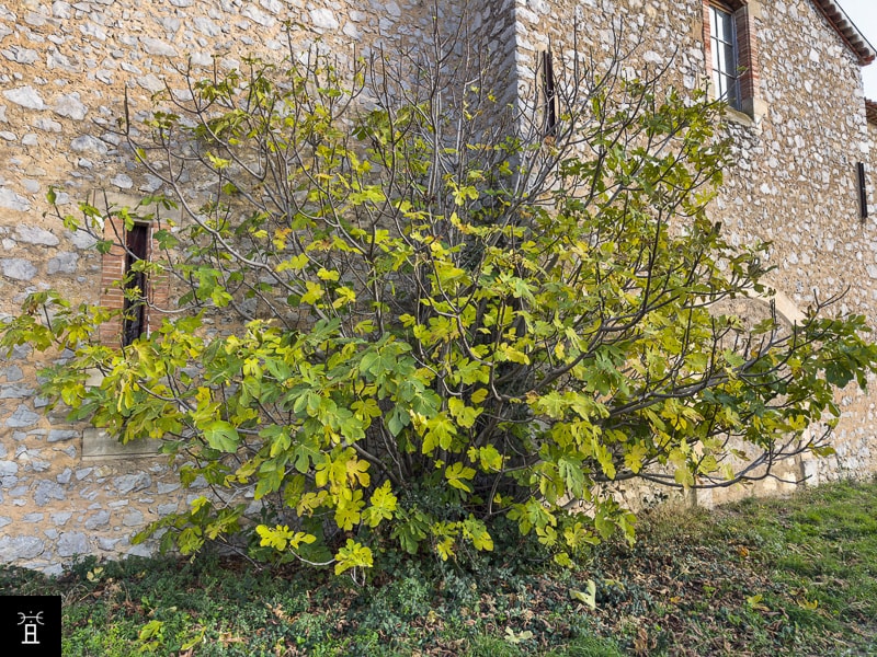 Caprifiguier fin novembre 2025, la perte des feuilles continue