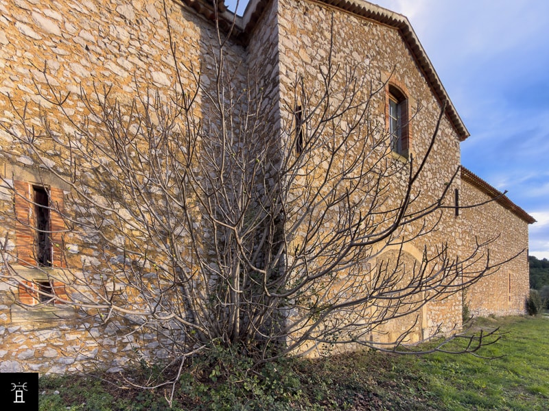 Caprifiguier décembre 2025, seulement les Mamme restent