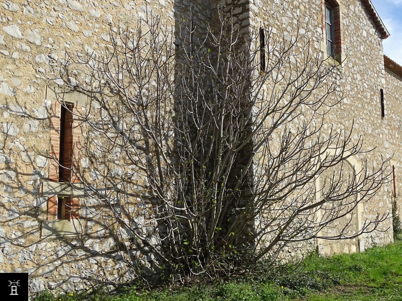 Caprifiguier Mars 2026, Apparition des feuilles et des Profichi