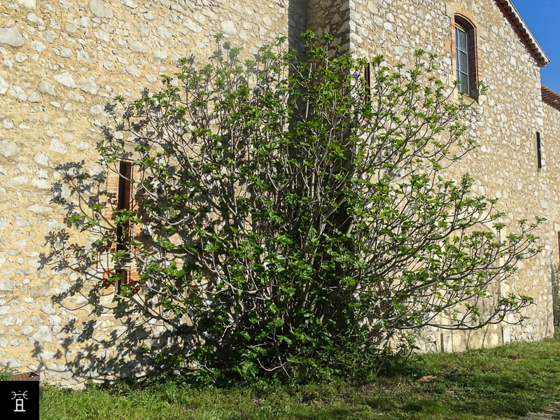 Caprifiguier Mars 2026, Apparition des feuilles et des Profichi