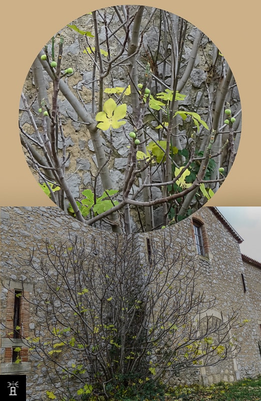 Caprifiguier décembre 2025, seulement les Mamme restent