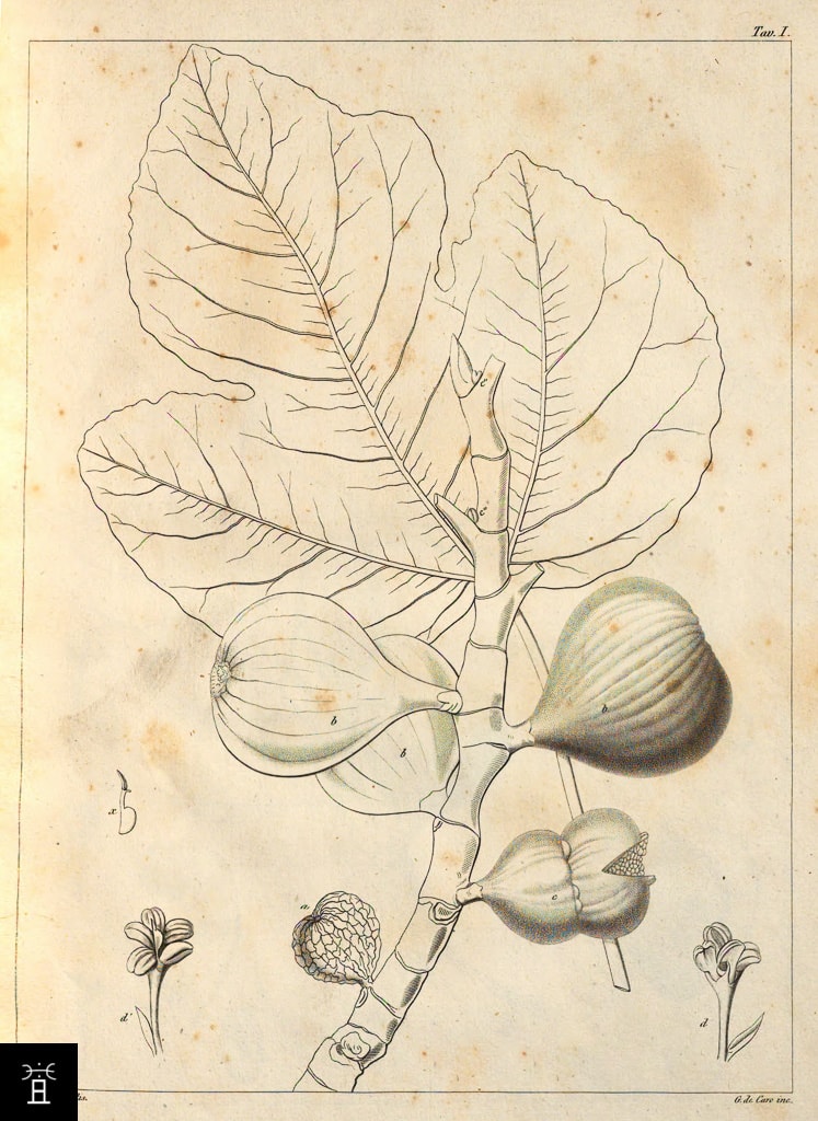 Caprificus gigantea Gasp.