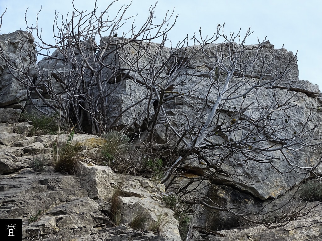 Caprifiguier dans la Clape: Mamme en Mars