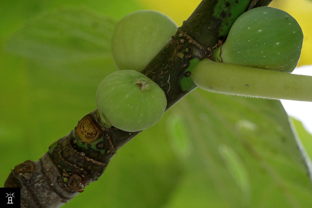 Caprifiguier dans la Clape: Mamme Novembre