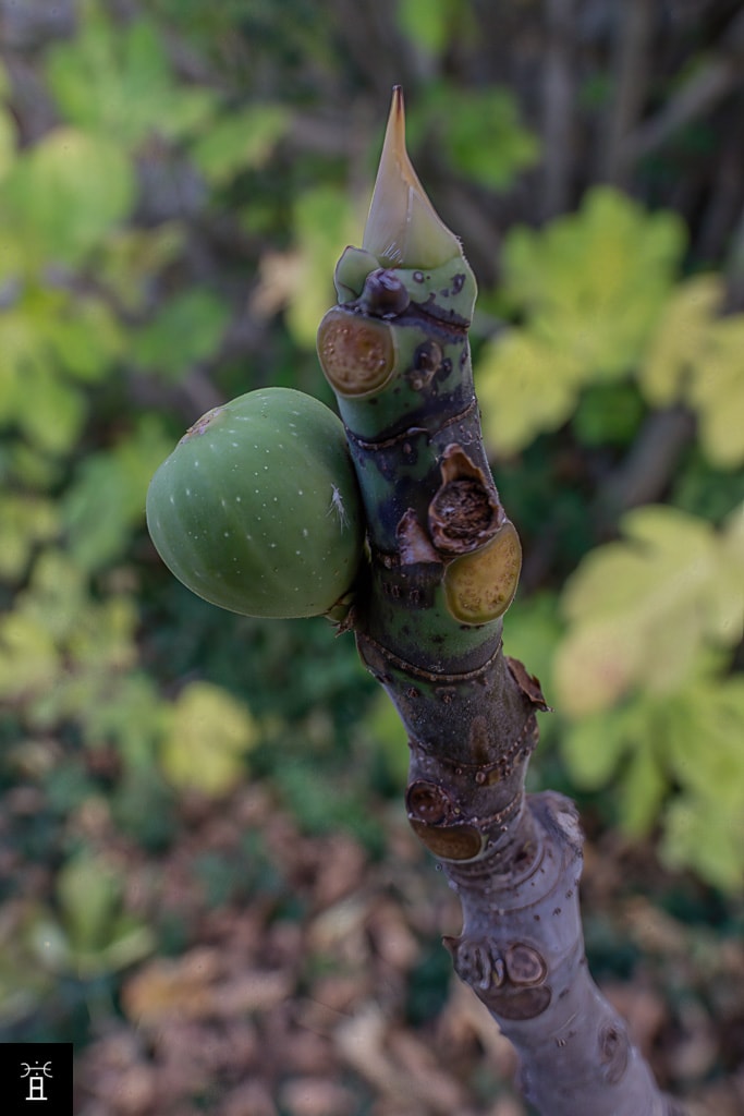 Caprifiguier dans la Clape: Mamme Fin Novembre