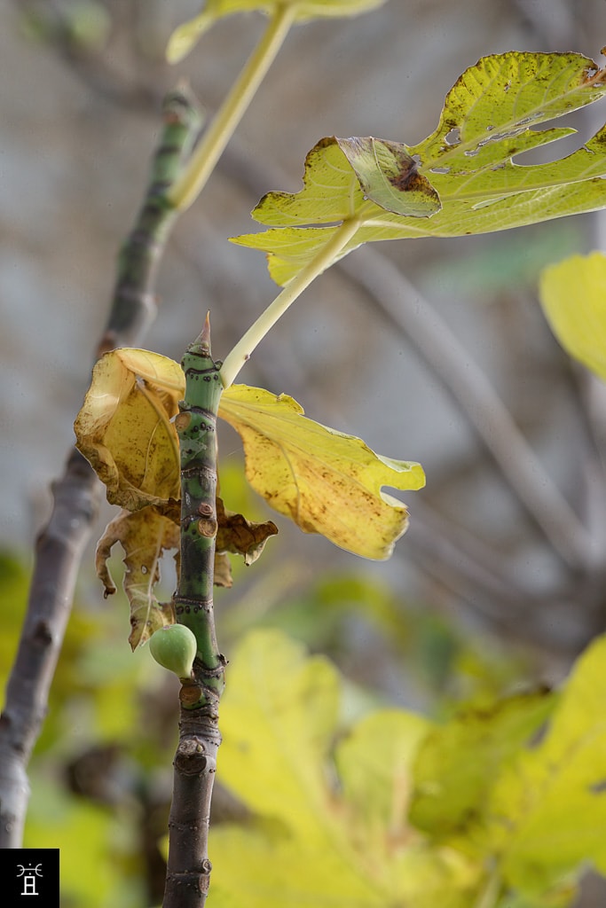 Caprifiguier dans la Clape: Mamme Fin Novembre