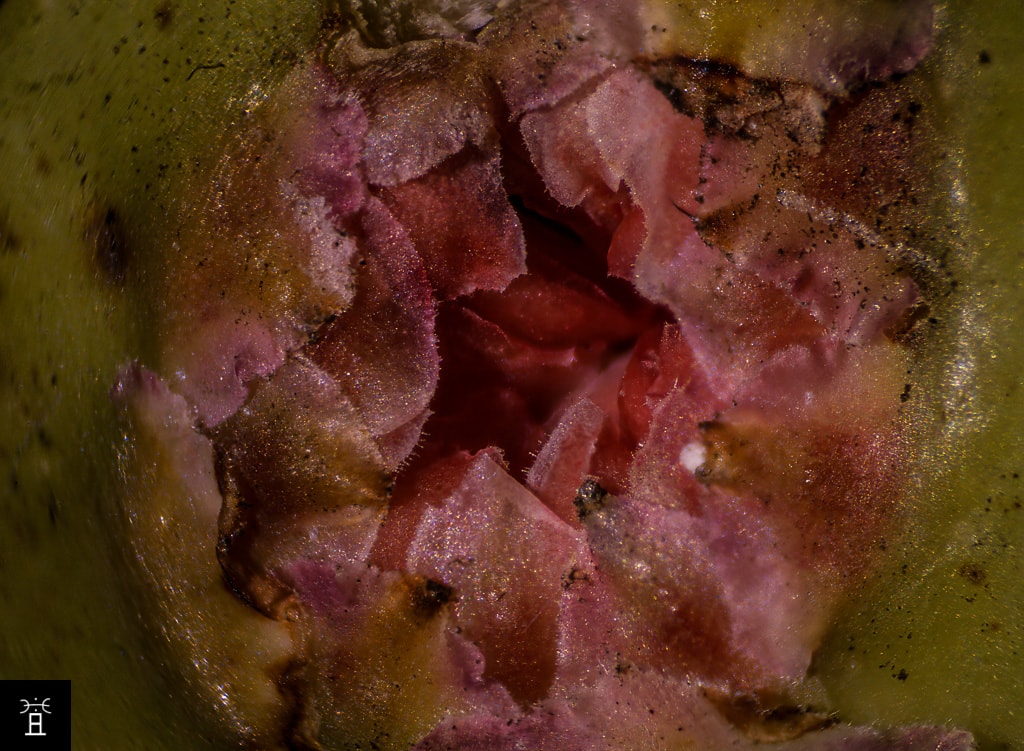 Ostiole Mamme Décembre