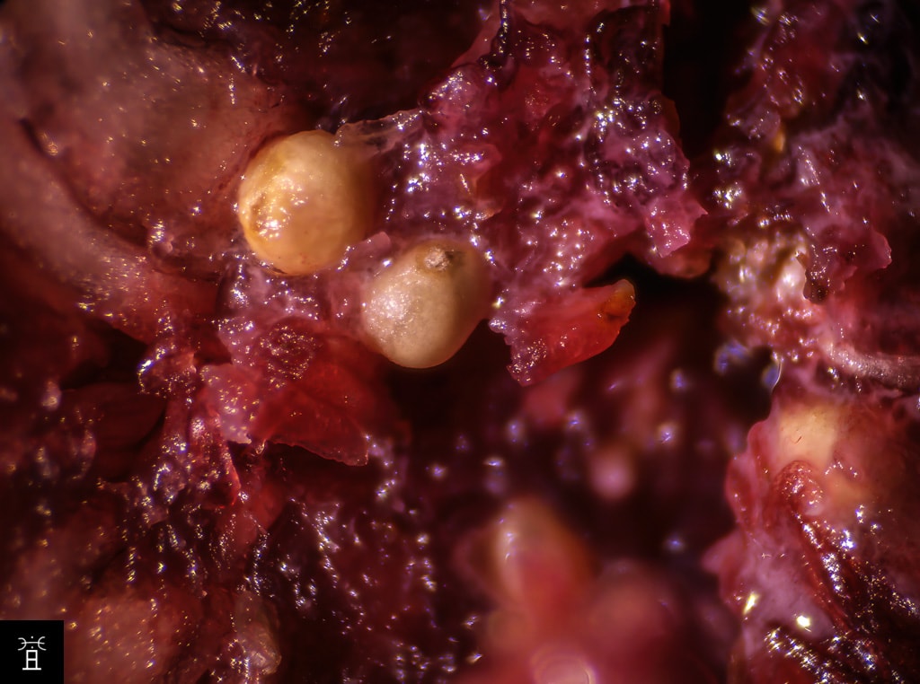 L'intérieur des Mamme en Décembre