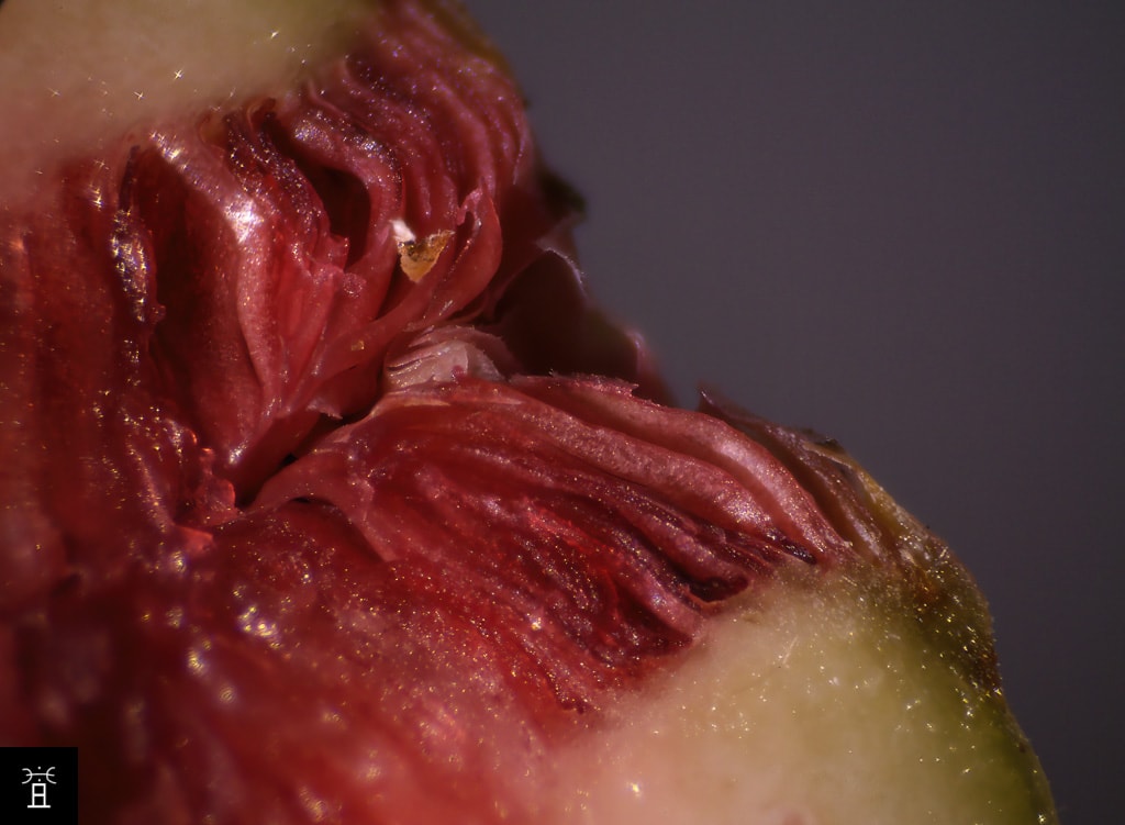 Ostiole Mamme Décembre