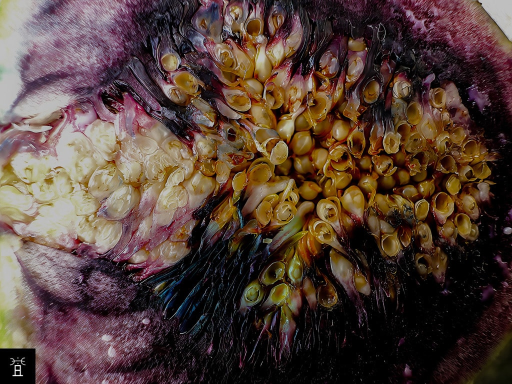 Les fleurs mâles & les fleurs femelles. Les galles sont vides après l'émergence des blastophages