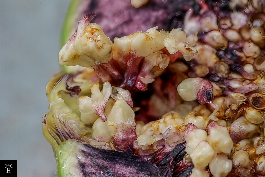 L'ostiole, les bractées, les fleurs mâles