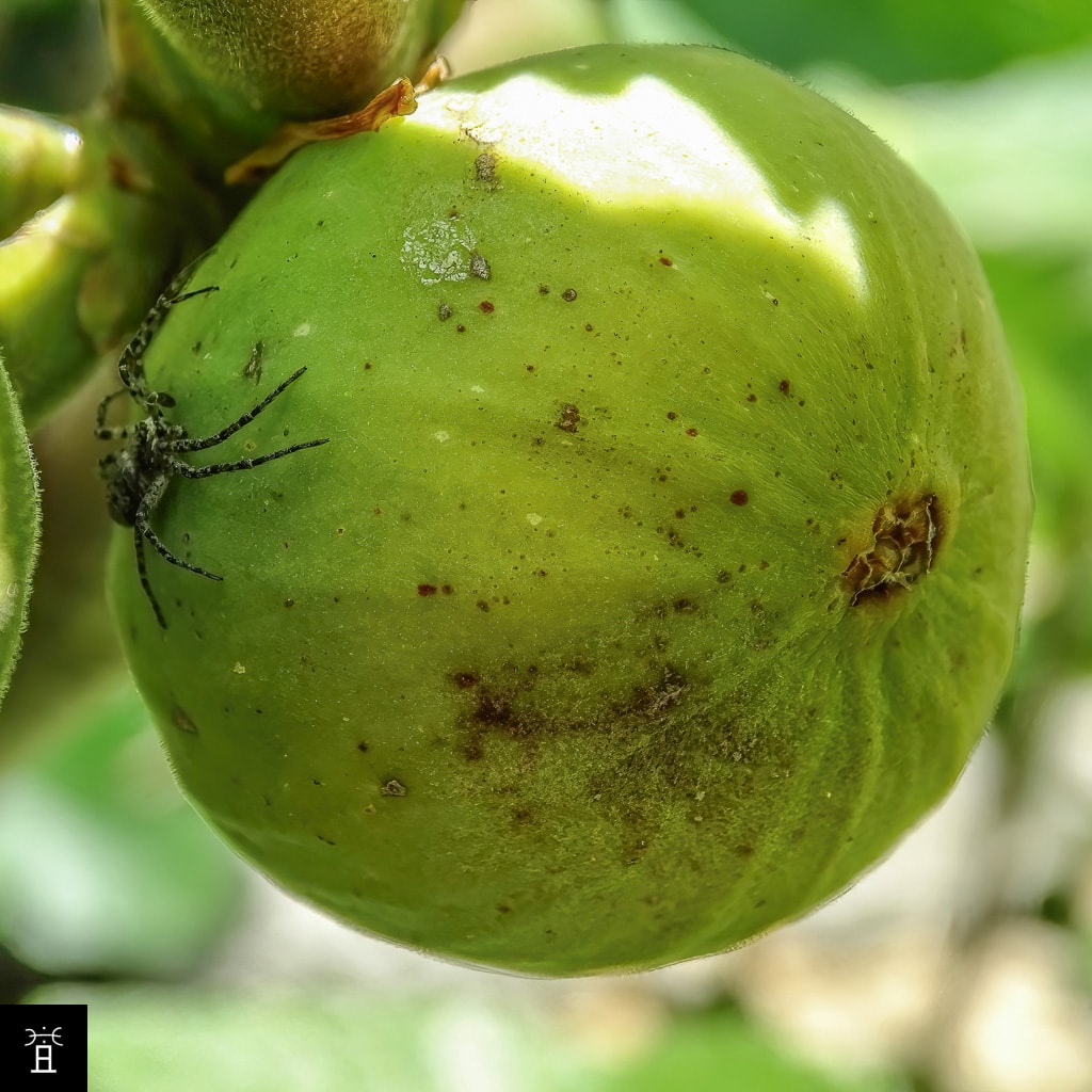 Araignée sur profichi (au printemps)