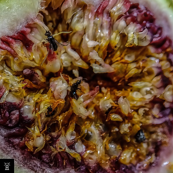 Ponte 2: L'intérieur du profichi en avril