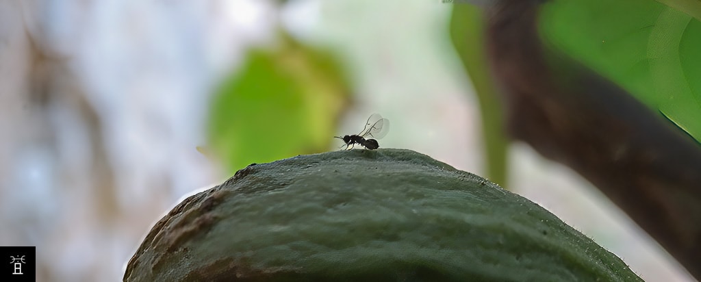 Blastophage psenes femelle lors de l'émergence