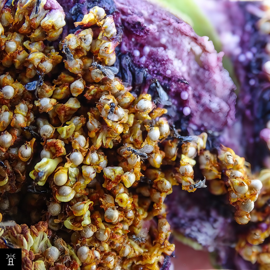 L'intérieur du profichi en juillet