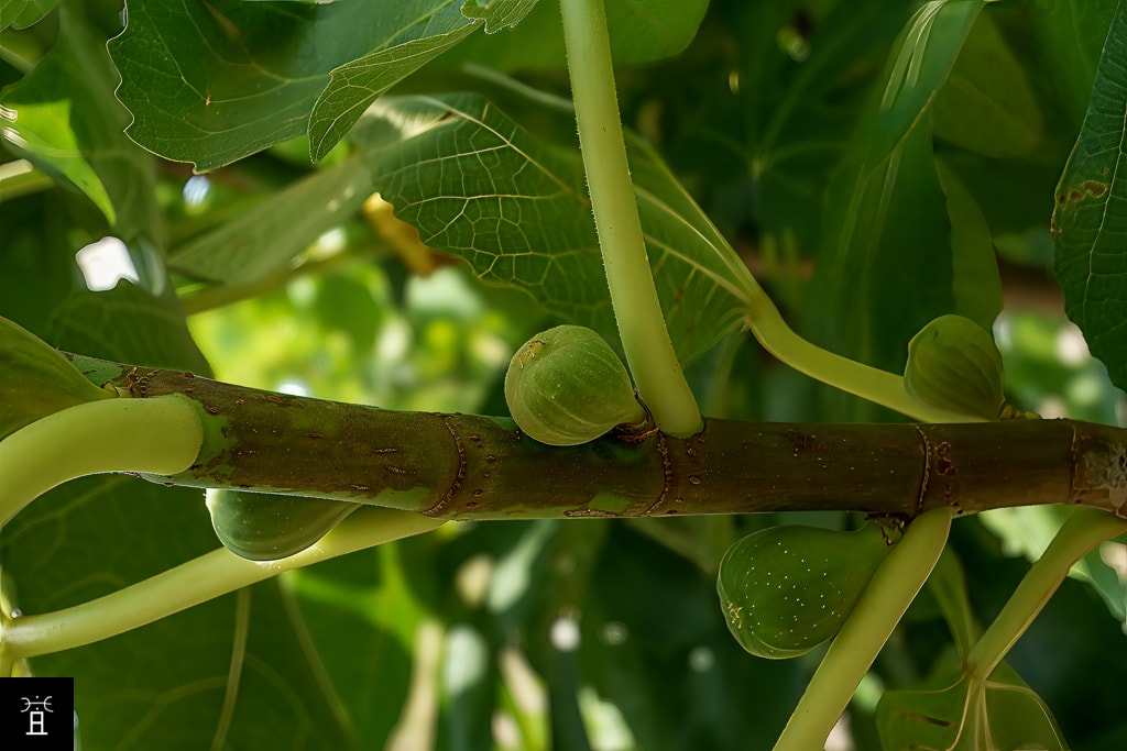 Bois de l’année, lisse, vert marqué de taches brunâtres, portant les Mammoni