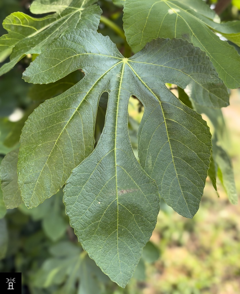 Feuille de Caprifiguier