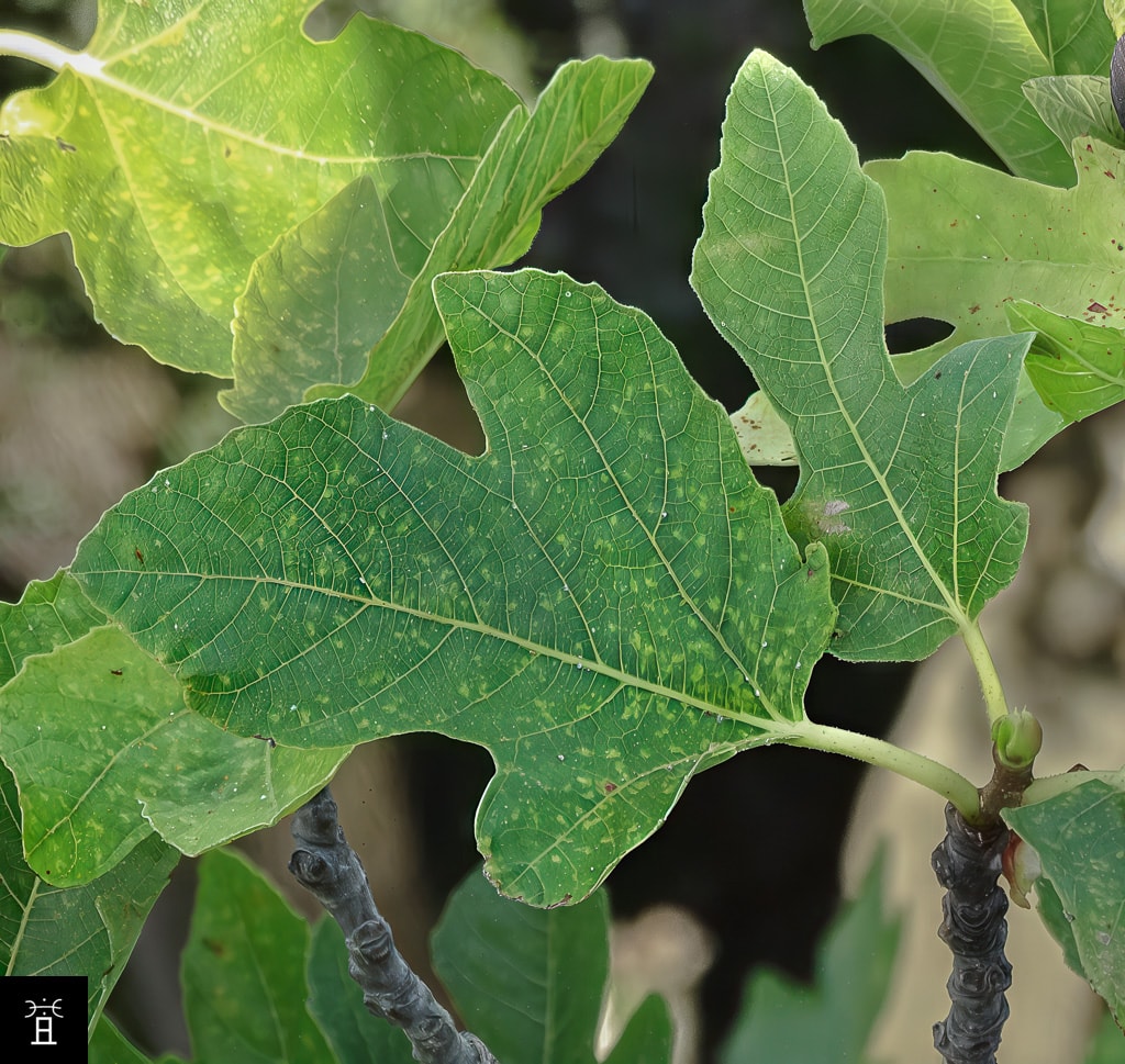 Feuille de Caprifiguier