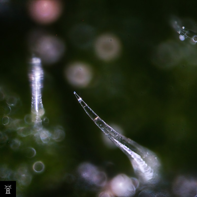 Trichomes et poils 