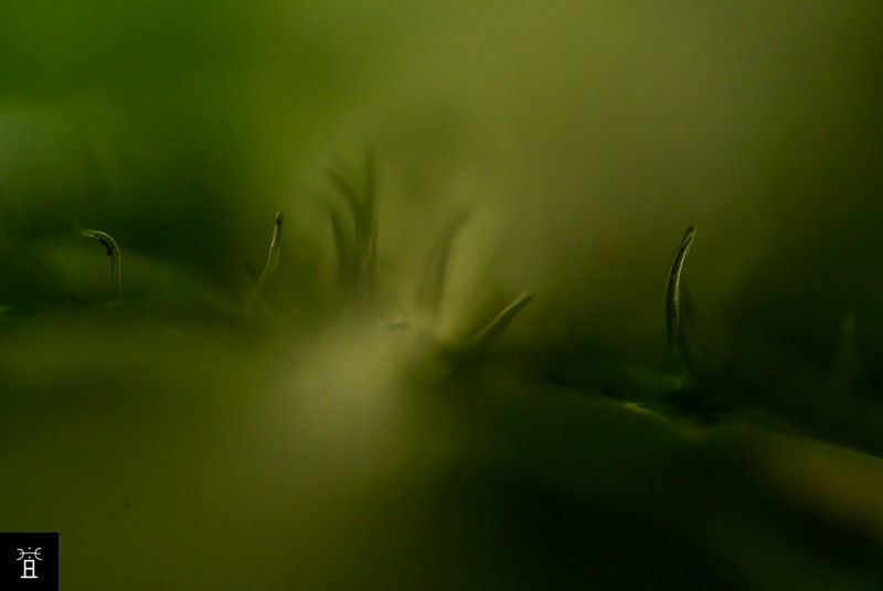 Trichomes et poils 