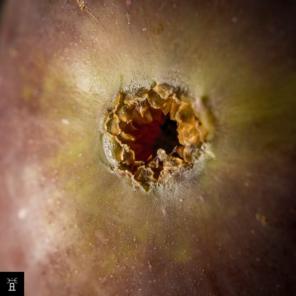 Ostiole ouvert d'une figue femelle