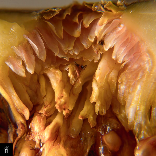 Figue femelle pollinisée