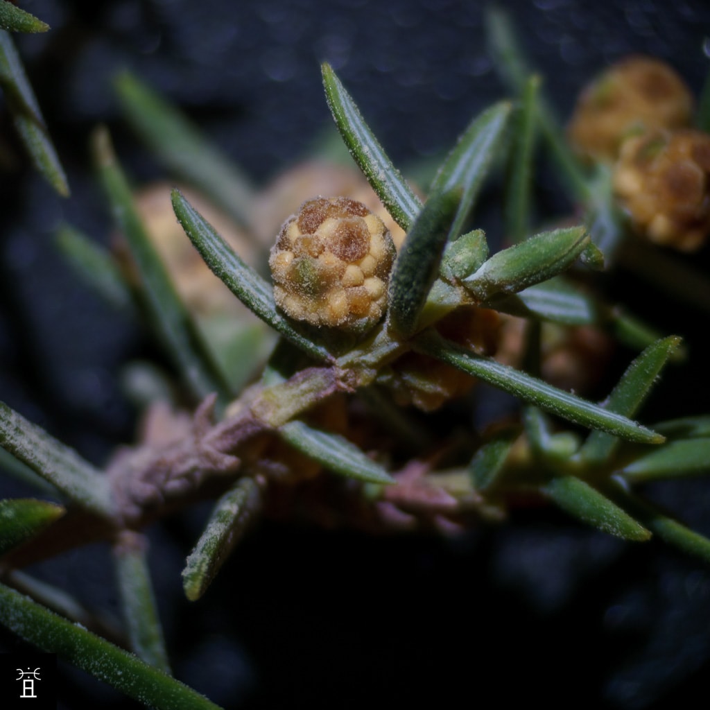 Cade: Genèvrier oxycèdre | <i>Juniperus oxycedrus L.</i>