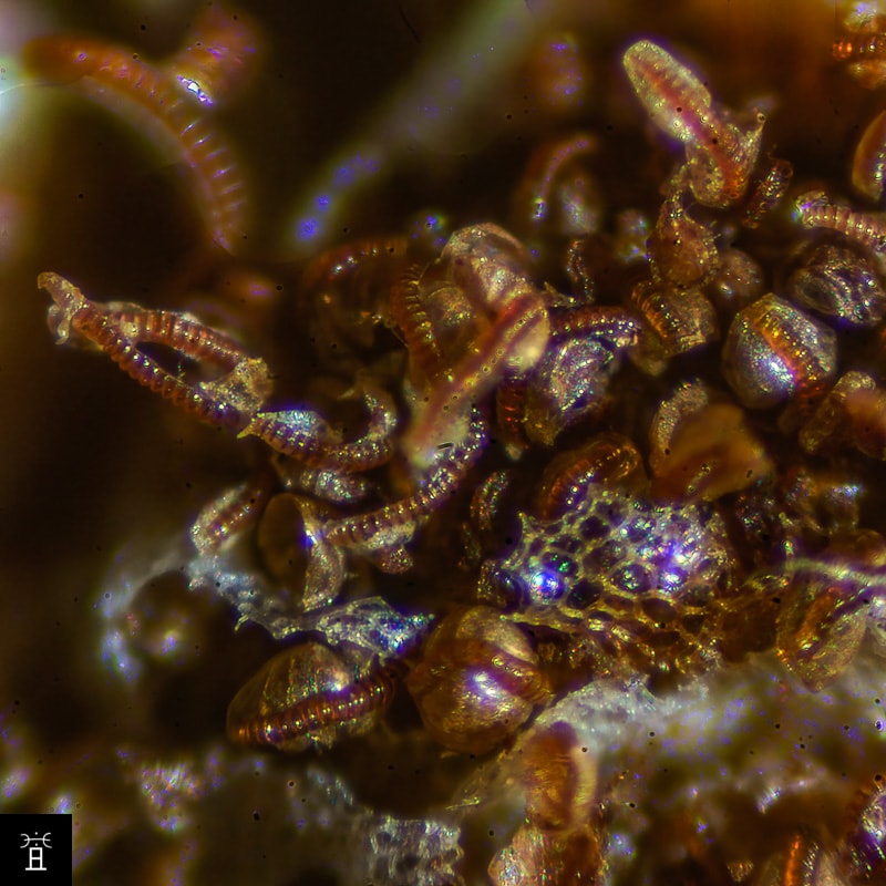 Asplenium ceterach, sporanges et annulus, janvier 2026