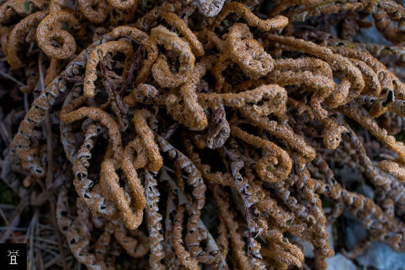 Cétérach en anhydrobiose avancée, juin 2026