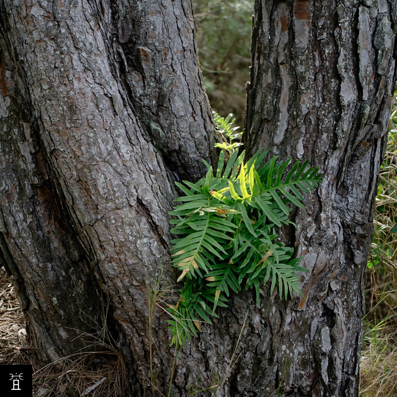 Polypodium cambricum sur le tronc d'un pin, massif de la Clape &middot; F&eacute;vrier