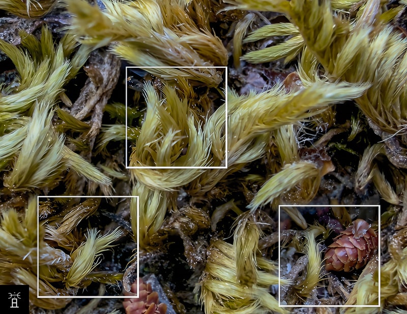 Homalothecium lutescens, macro tiges ramifiées et feuilles lancéolées, massif de la Clape, juin 2026