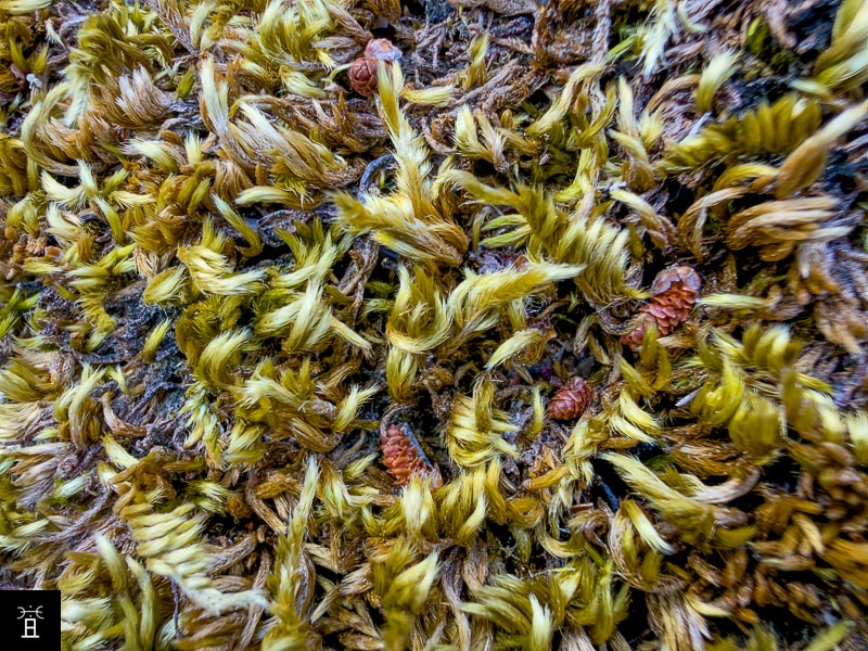 Homalothecium lutescens, tapis sur calcaire, massif de la Clape, juin 2026