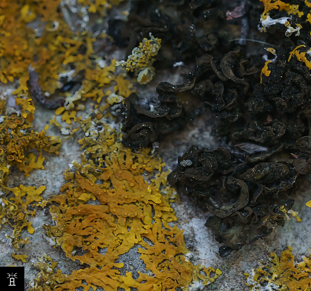 Lathagrium auriforme dans le massif de la Clape