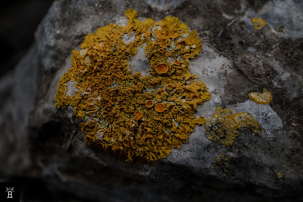 Xanthoria parietina dans le massif de la Clape