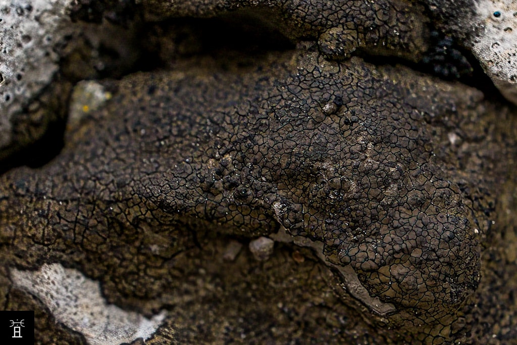 Verrucaria nigrescens dans le massif de la Clape