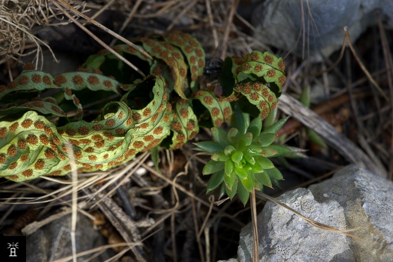 Sedum F&eacute;vrier