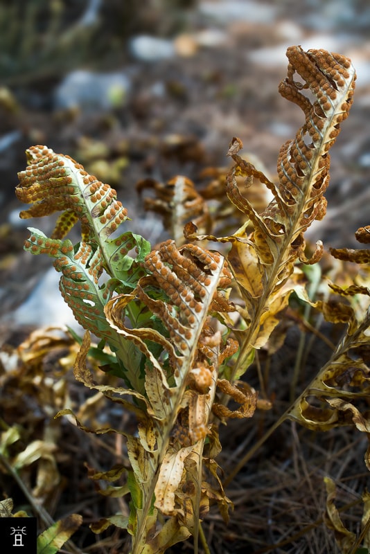 Polypode en Juin