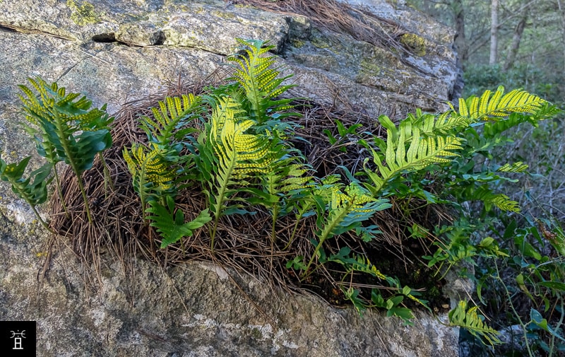 Le Polypode austral en Janvier