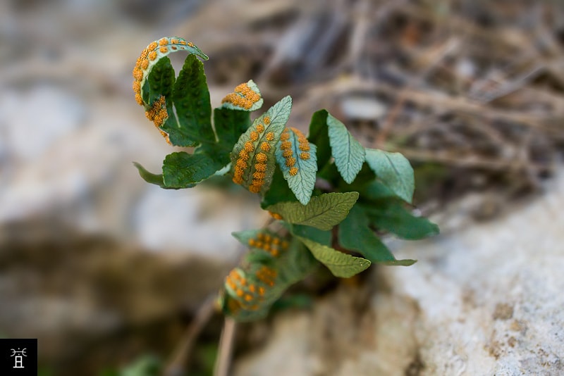 Polypode en Avril