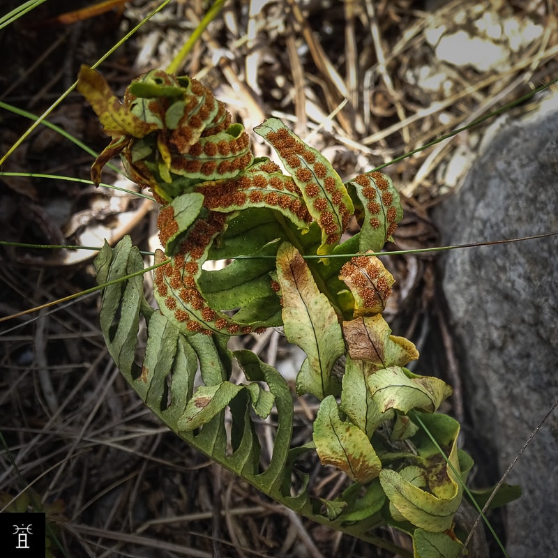Polypode en Mai