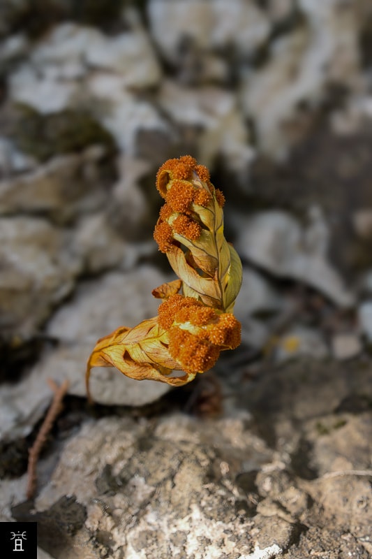 Polypode en Juin