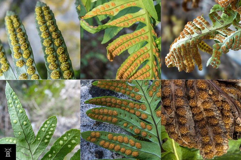 Sporanges du Polypode &agrave; diff&eacute;rents stades &middot; Janvier &agrave; Juin