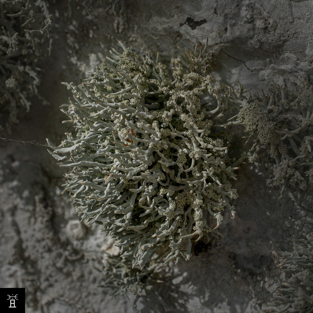Roccella phycopsis sur paroi calcaire, mai 2026