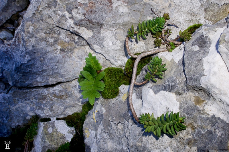 Sedum F&eacute;vrier