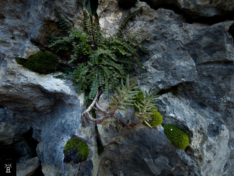 Sedum F&eacute;vrier