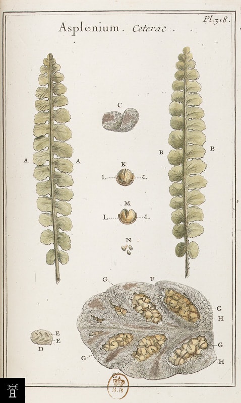 Planche botanique du Ceterach officinarum, Tournefort 1694