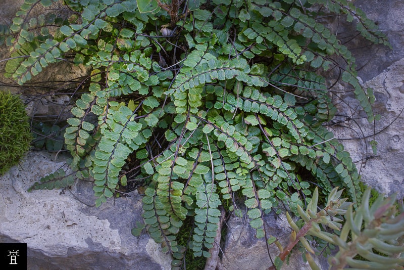 La Doradille capillaire en F&eacute;vrier