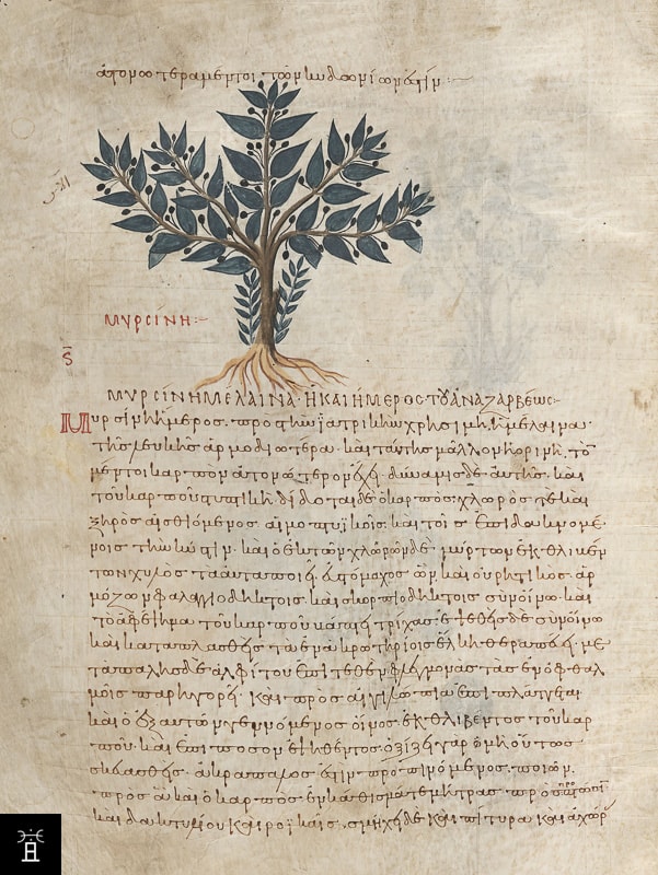 Dioscorides Pedanius, De materia medica, X<sup>e</sup> siècle, M652 f°258v, © The Morgan Library & Museum